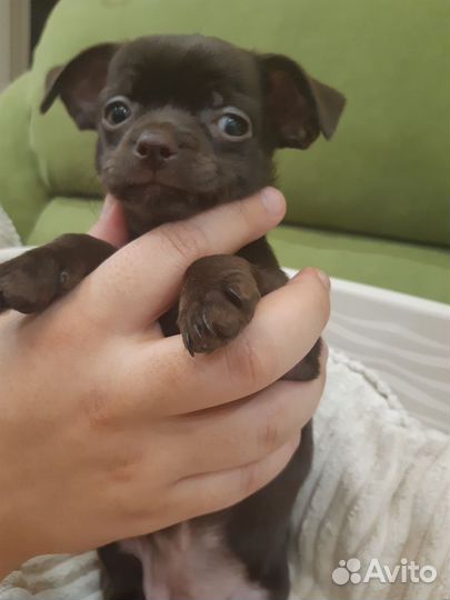 Шоколадные девочки Чихуа