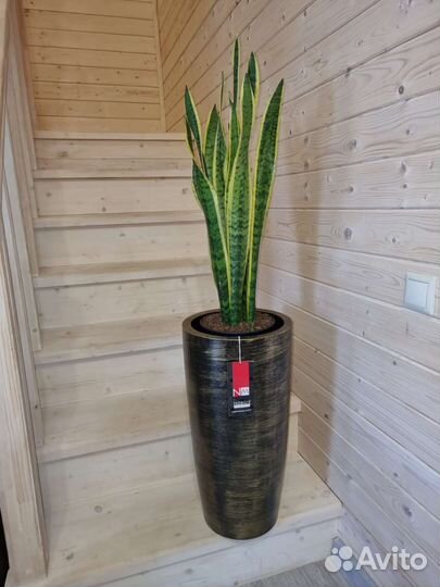 Туя Западная Шар Вудварди большая