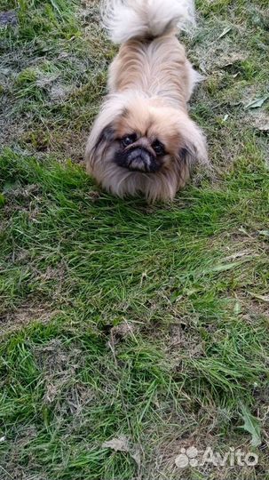 Вязка пекинес