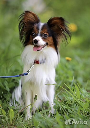 Папийон девочка