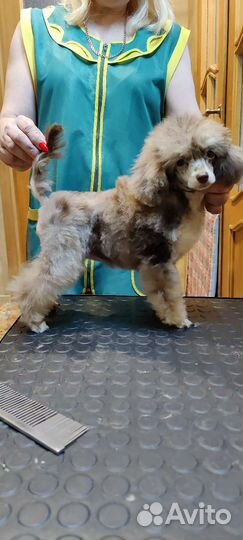 Мерле пуделя