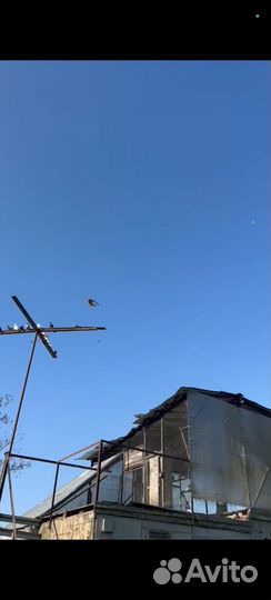 Бакинские голуби