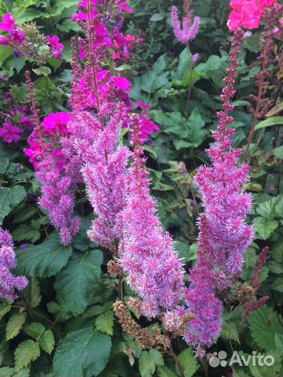 Садовые растения