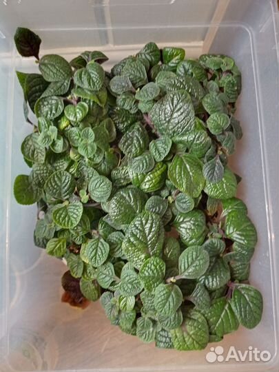 Плекрантус