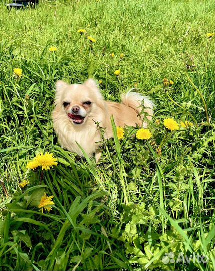 Вязка кобель чихуахуа