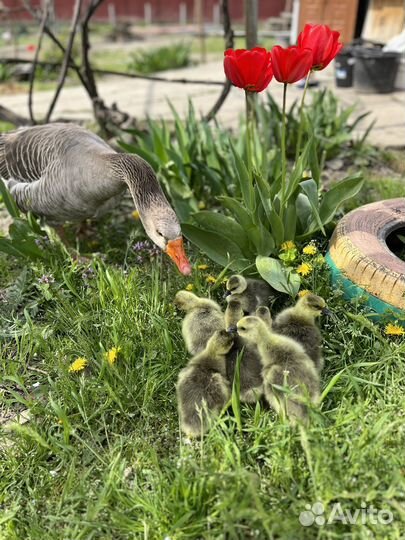 Гусята серые крупные