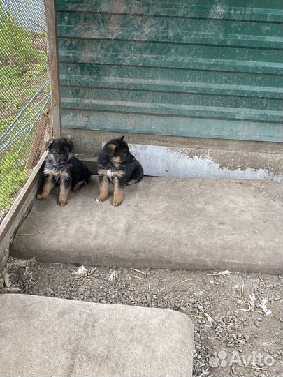 Щенки немецкой овчарки