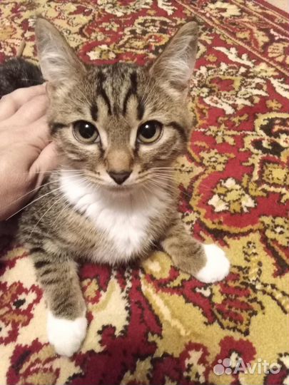 Отдадим котят в хорошие ручки