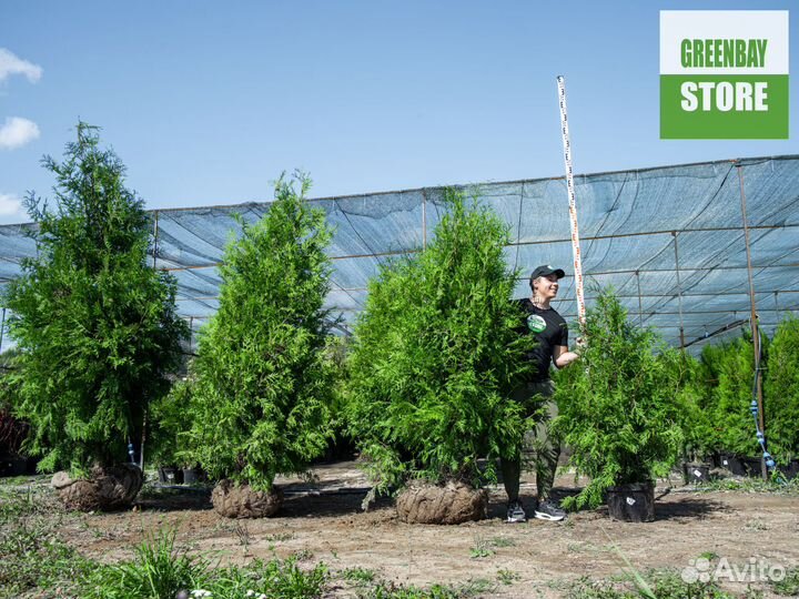 Туя брабант 140 см свежая копка 2023