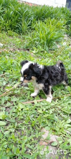 Мини той-терьер