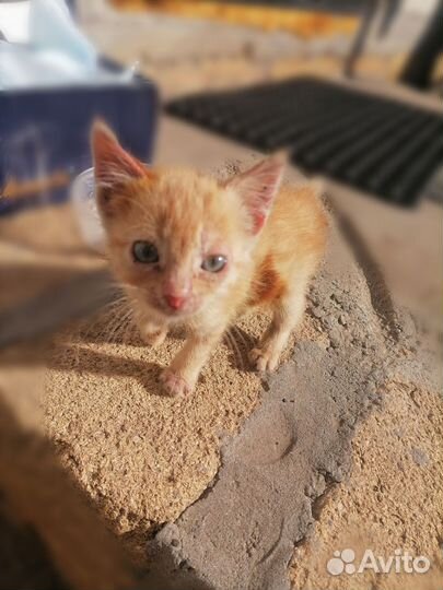 Кот ищет дом