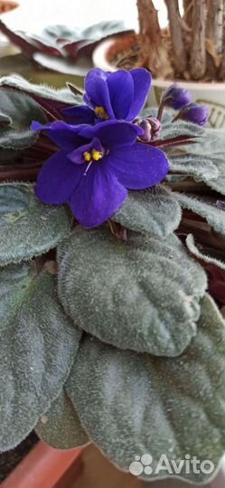 Фиалка, лист