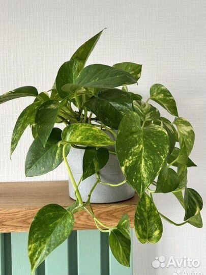 Эпипремнум срезы и 1 взрослый