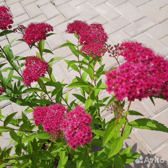 Спирея японская 