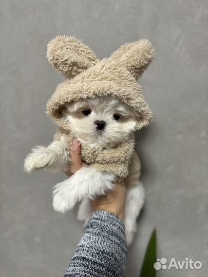 Эксклюзив Малыш Мальтезе РКФ