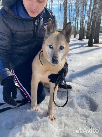 Собака в добрые руки