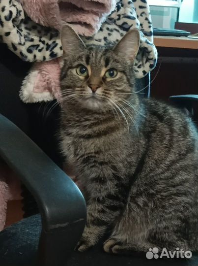 Нежная кошка со стервозным характером Моня. В дар
