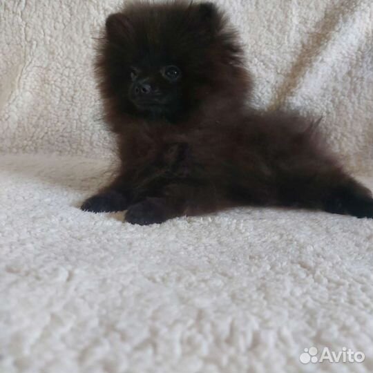 Померанский шпиц медвежьего типа