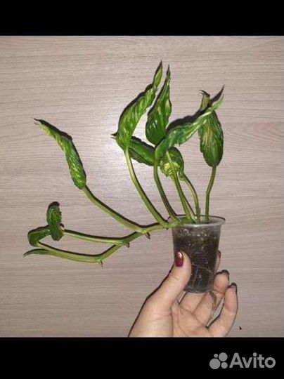 Эпипремнумы