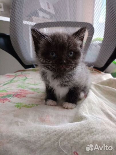 Котята в добрые руки бесплатно