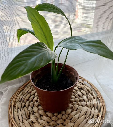 Спатифиллум «Женское счастье»