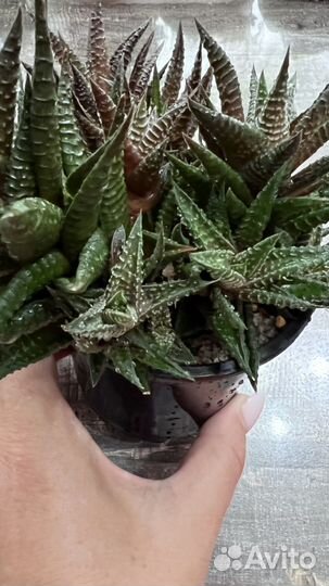 Хавортия, суккуленты