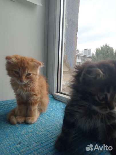 Котятки в добрые руки