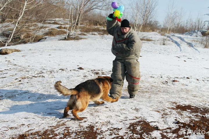Дрессировка собак