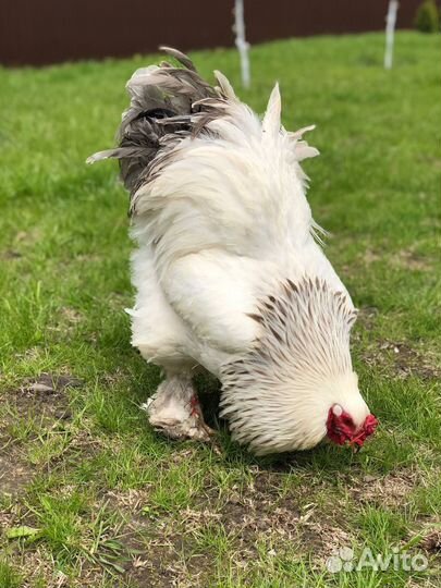 Брама голубоколумбийская