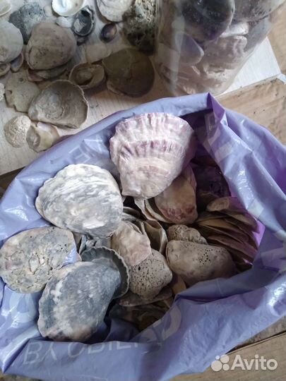 Ракушки и камни с Крыма