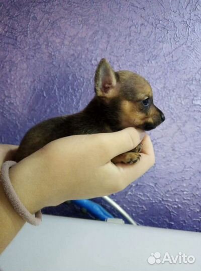 Мини той-терьер щенки