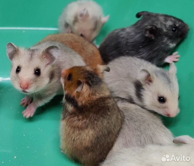 Сирийские Ангорские Хомяки Редкие Ручные