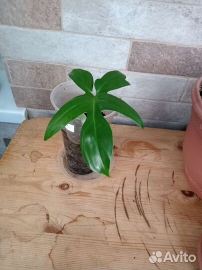 Филодендроны