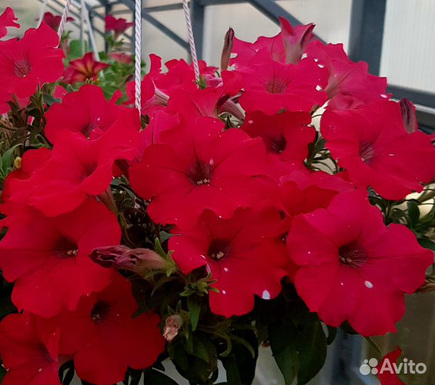 Вегетативная петуния и калибрахоа