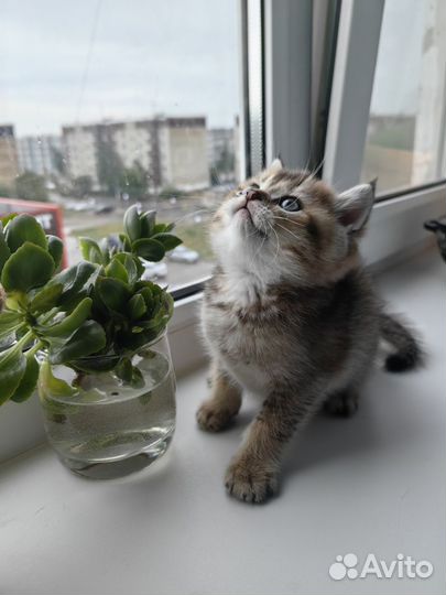 Британские котята