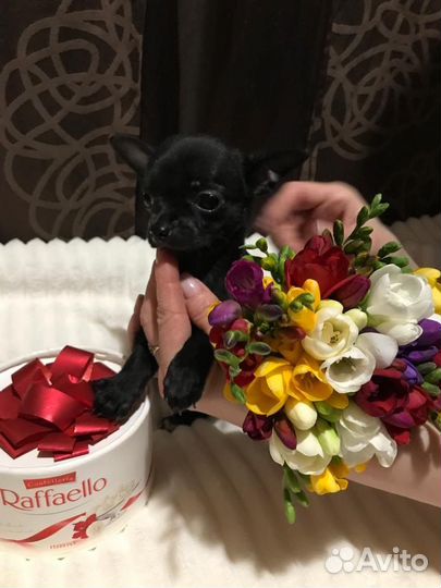 Мини малышки чихуахуа