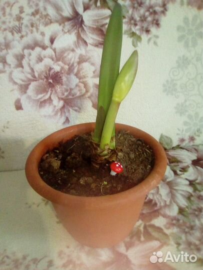 Комнатные растения