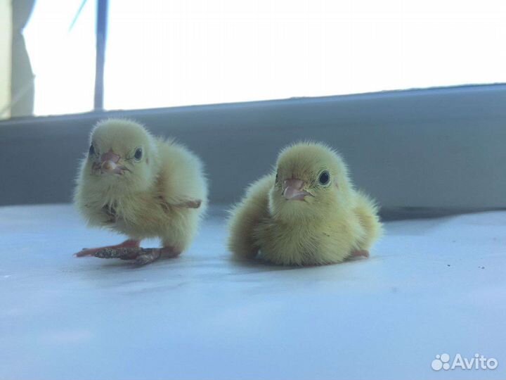 Перепела суточные