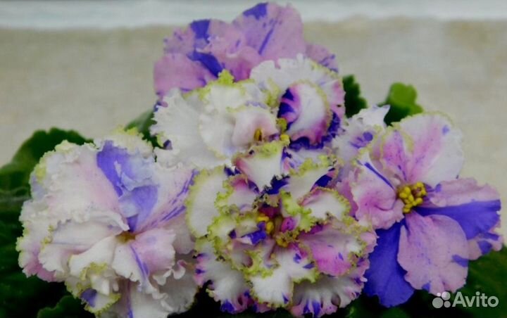 Фиалка сортовая