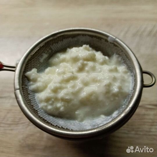 Молочный гриб