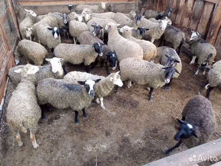 Овцы бараны ягнята