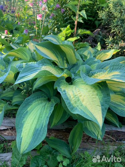 Многолетние цветы для дачи