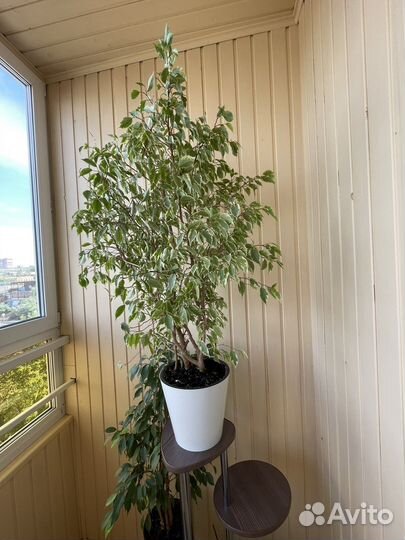 Фикус бенджамина