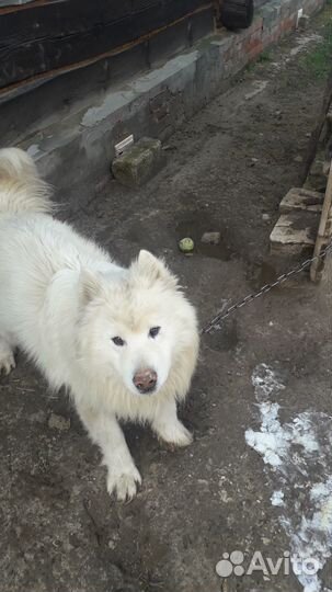 Собака в добрые руки отдам бесплатно