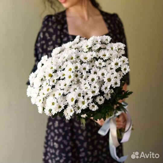 Хризантема Цветы Доставка