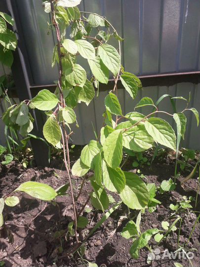 Лимонник китайский