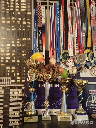 Попугаи неразлучники с клеткой