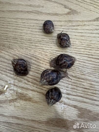 Улитка ахатин