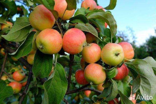 Саженцы яблони