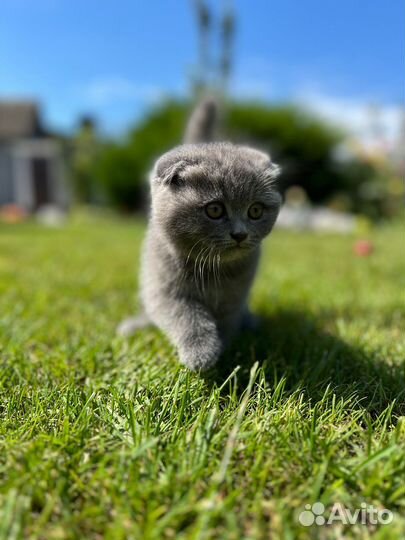 Шотландские вислоухие котята